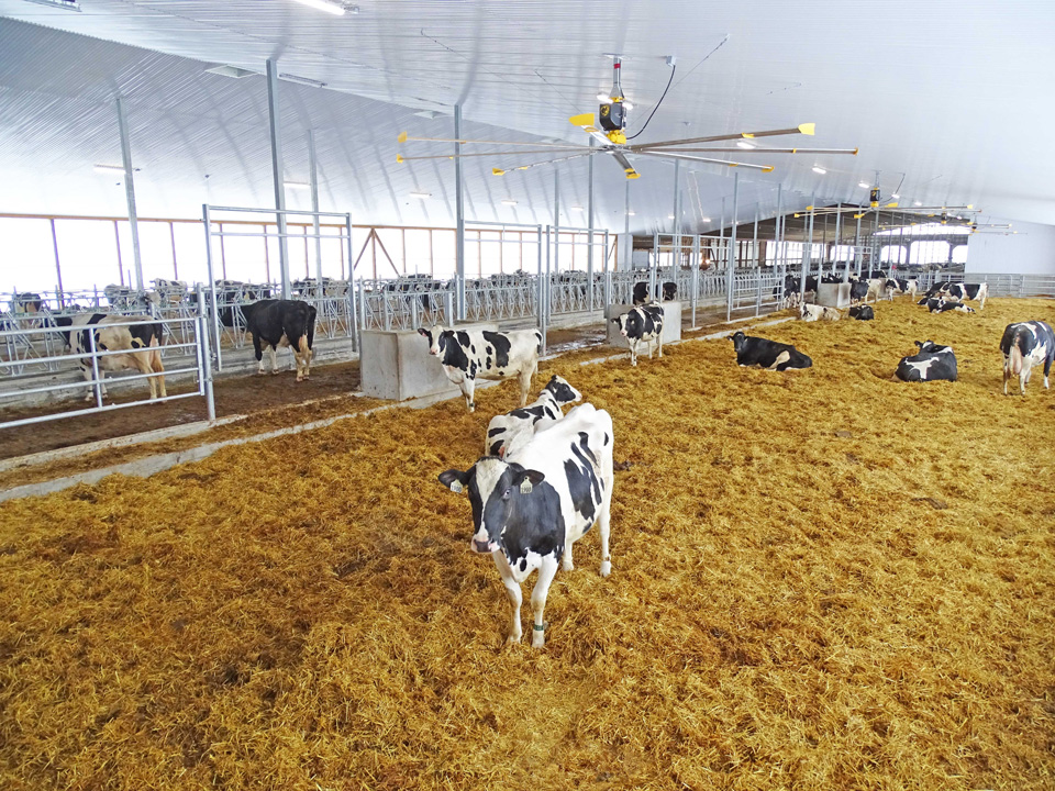 Stewardson Dairy Dairy Lane Systems Heifer Barn